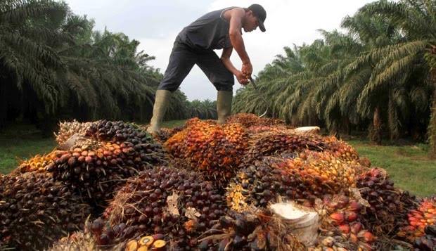 Ilustrasi harga sawit turun berdampak ekonomi Riau (foto/int)